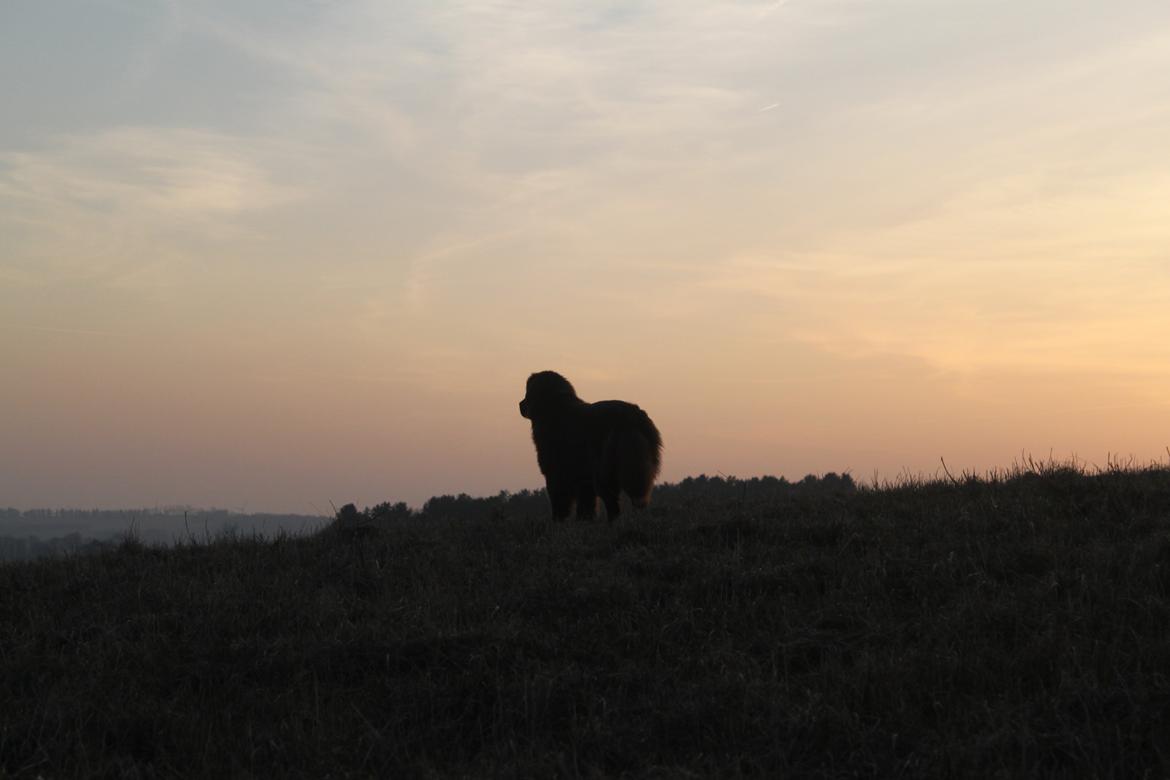Newfoundlænder Alma billede 43