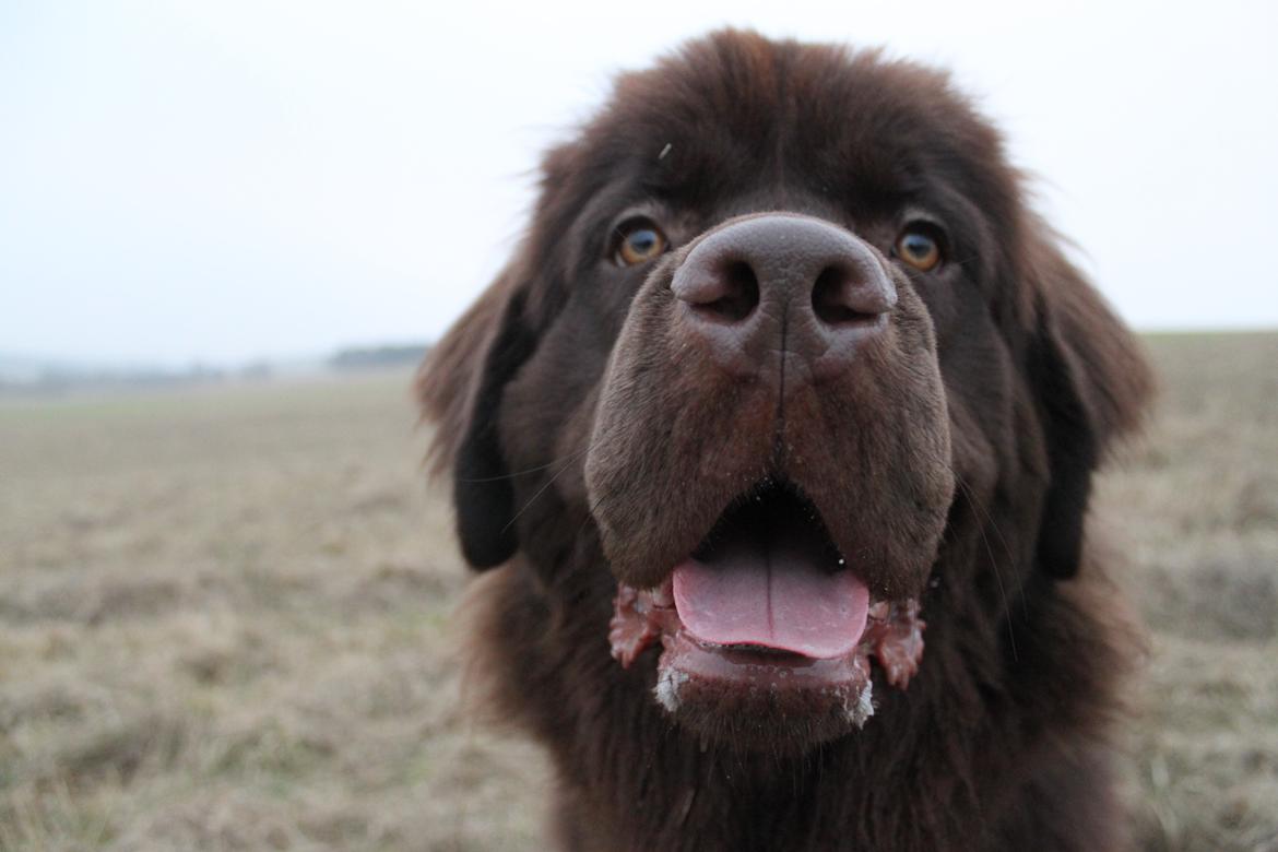 Newfoundlænder Alma billede 41