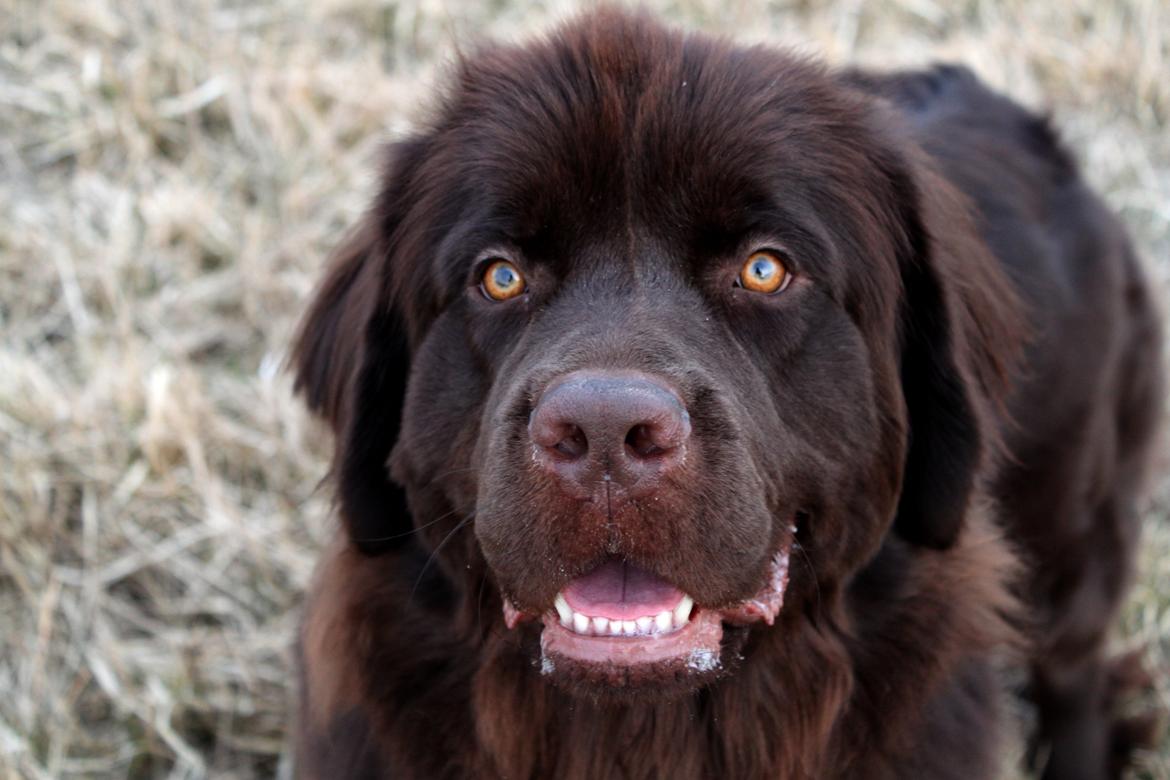 Newfoundlænder Alma billede 44