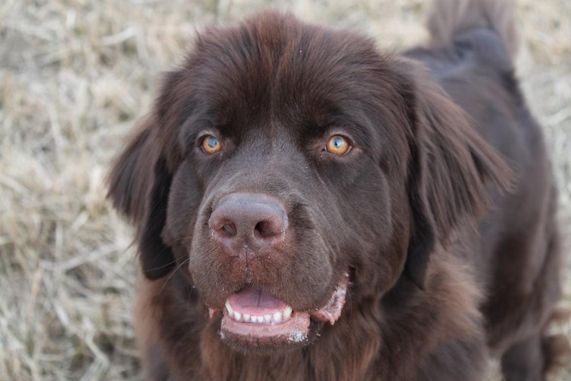 Newfoundlænder Alma billede 45