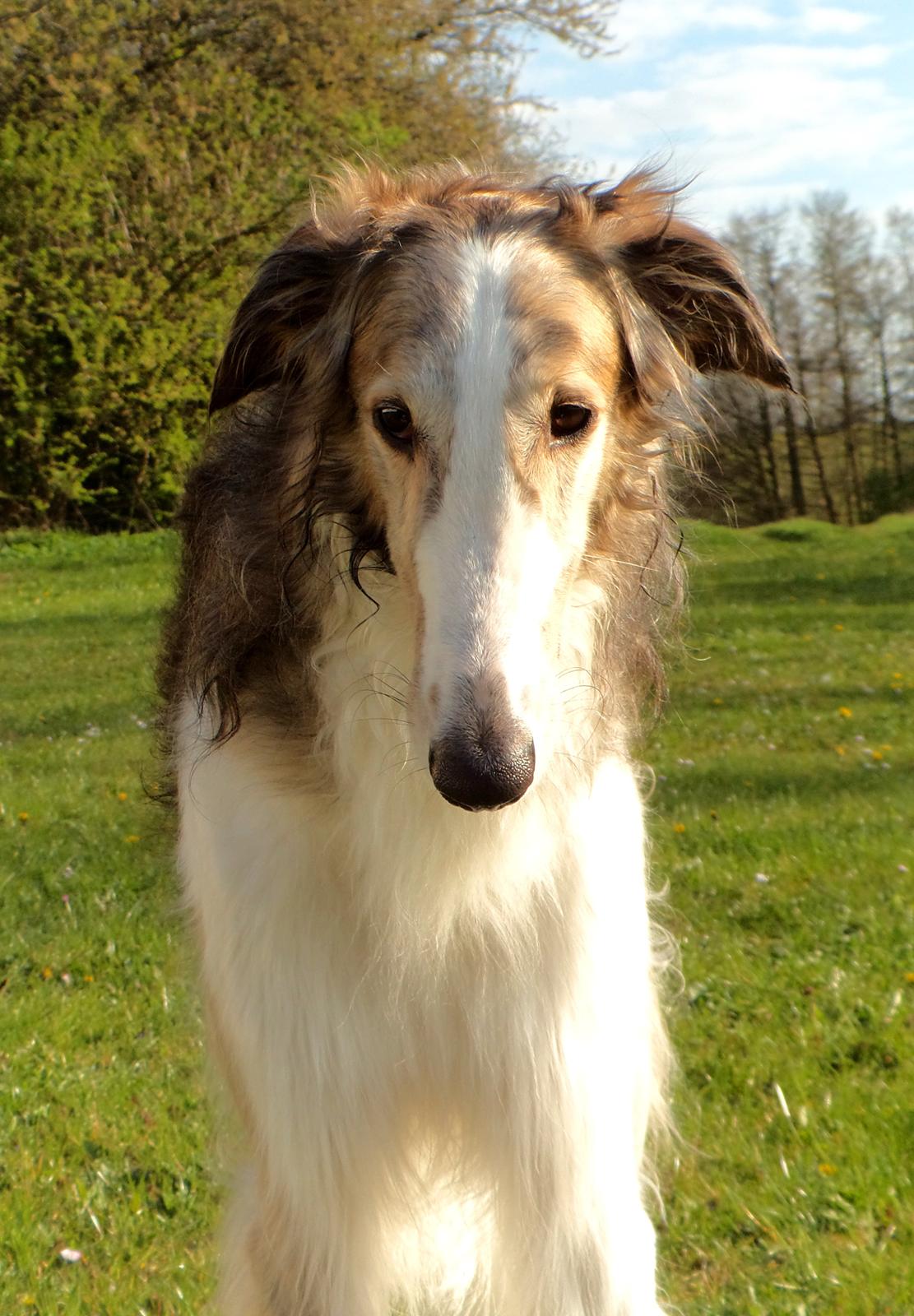 Borzoi Rotteberg aka Rotte - Forår 2015 billede 11