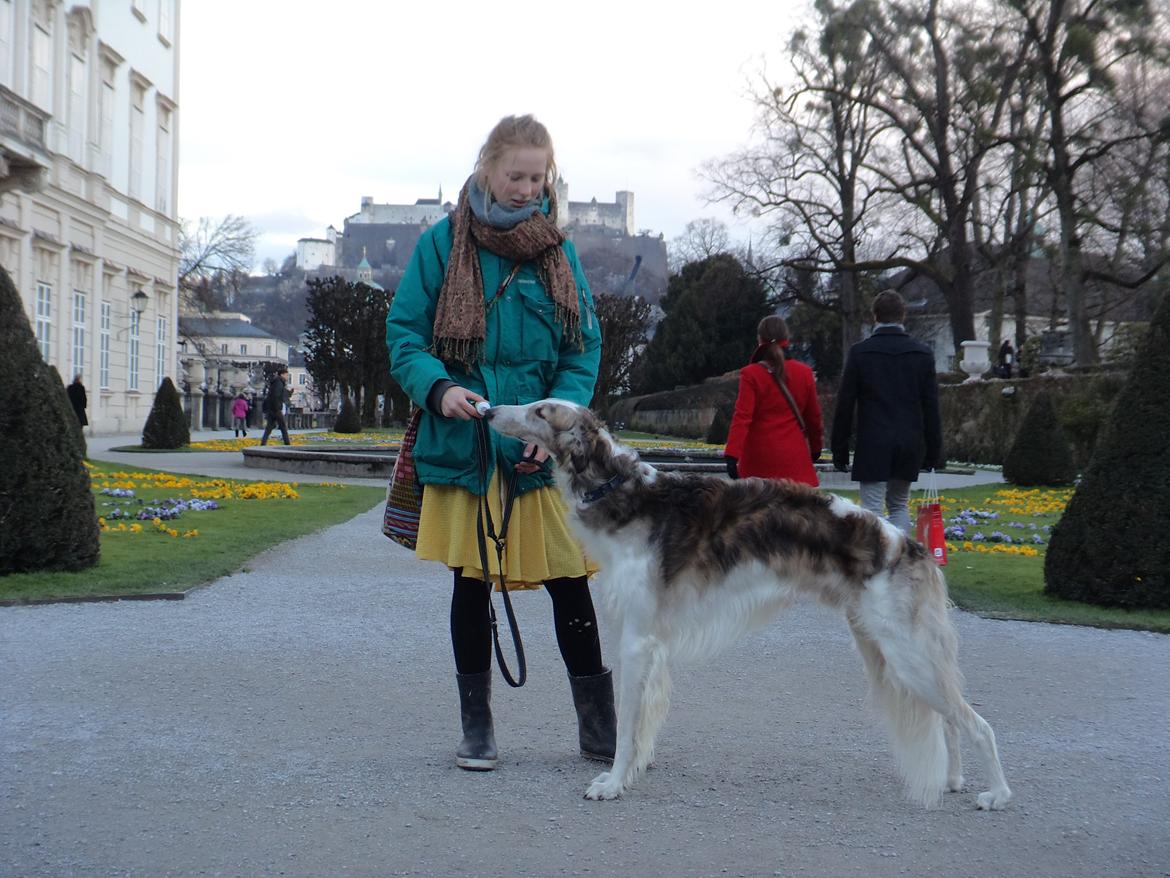 Borzoi Rotteberg aka Rotte - I Salzburg billede 8