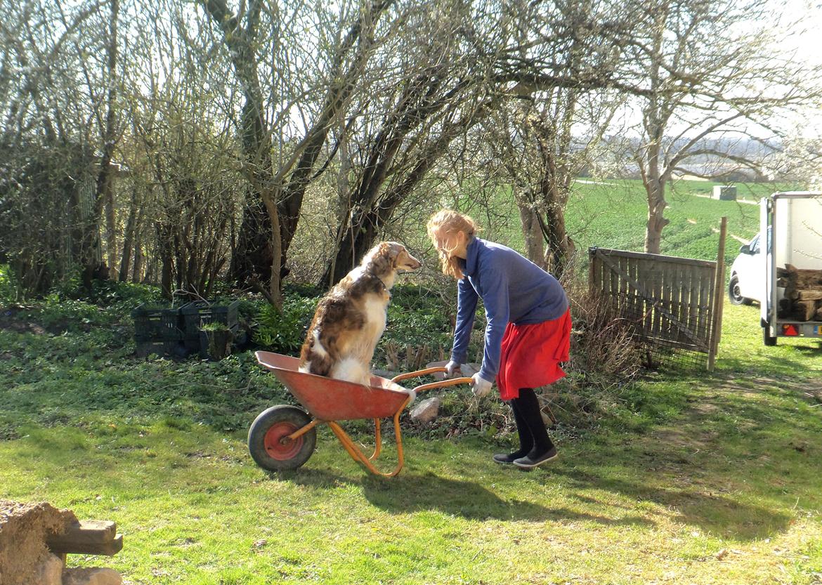 Borzoi Rotteberg aka Rotte - countryside life billede 6