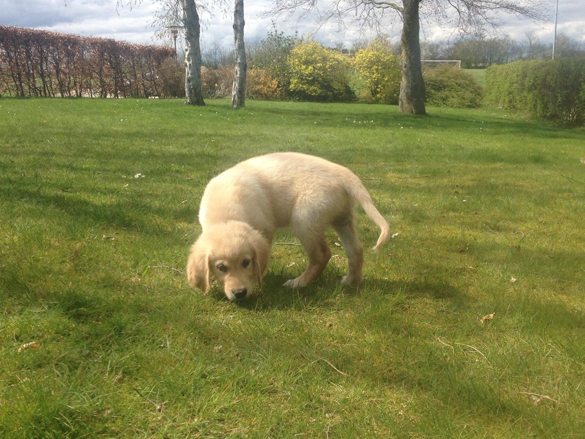 Golden retriever Carlo - Carlo synes det er ret sjovt at finde sin mad i haven - Carlo 9 uger billede 44