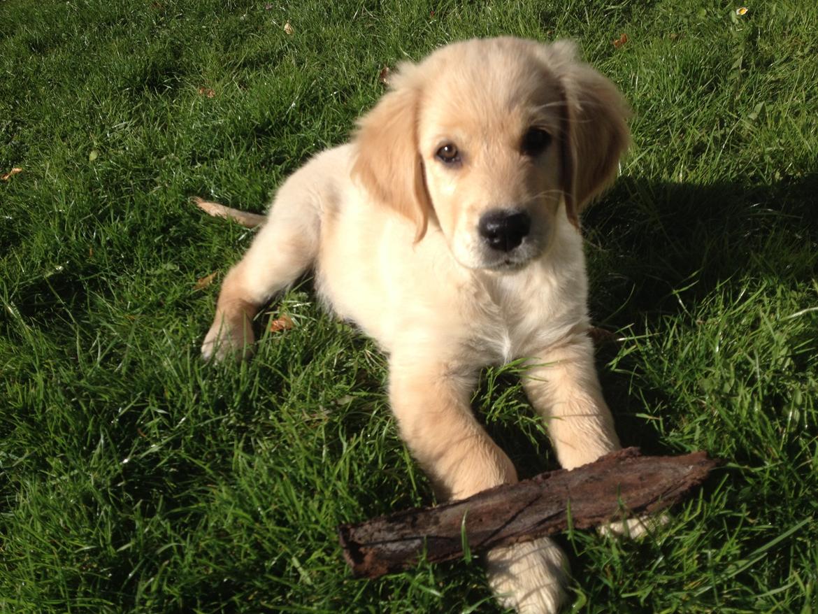 Golden retriever Carlo - fin lille skiderik med sin pind- Carlo 10 uger billede 39