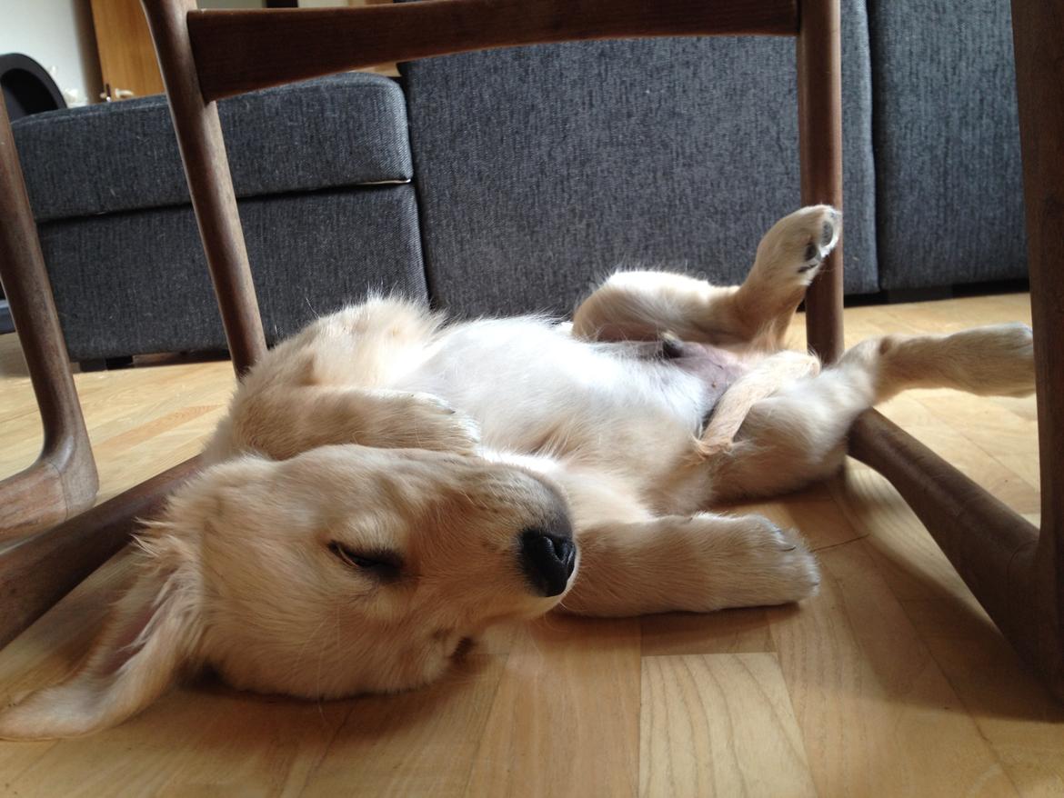 Golden retriever Carlo - velfortjent lur under spisebordet - Carlo 10 uger billede 38