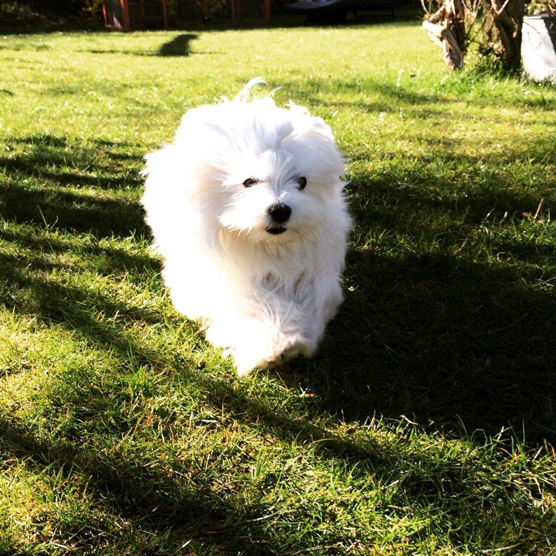 Malteser Albi billede 15