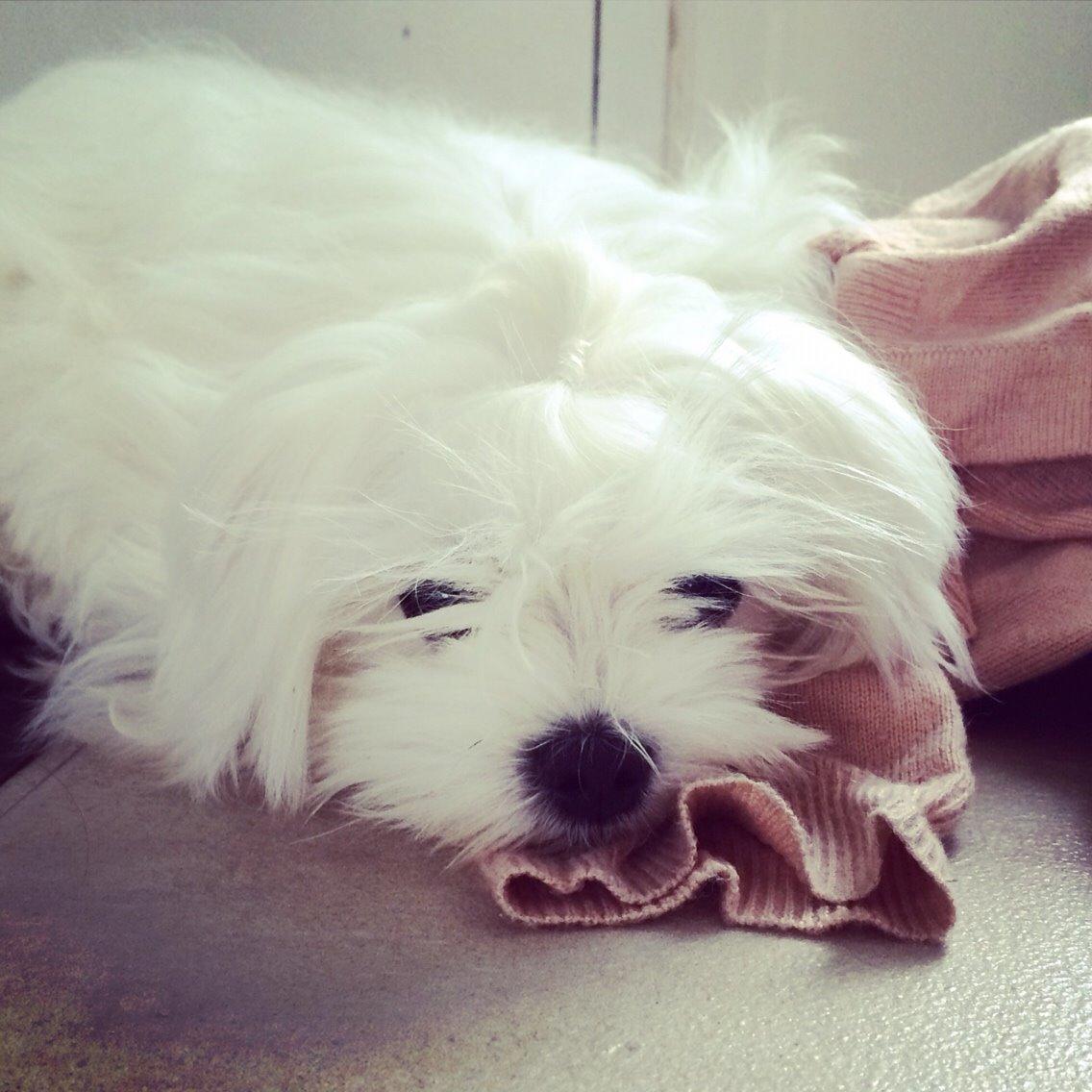 Malteser Albi billede 14