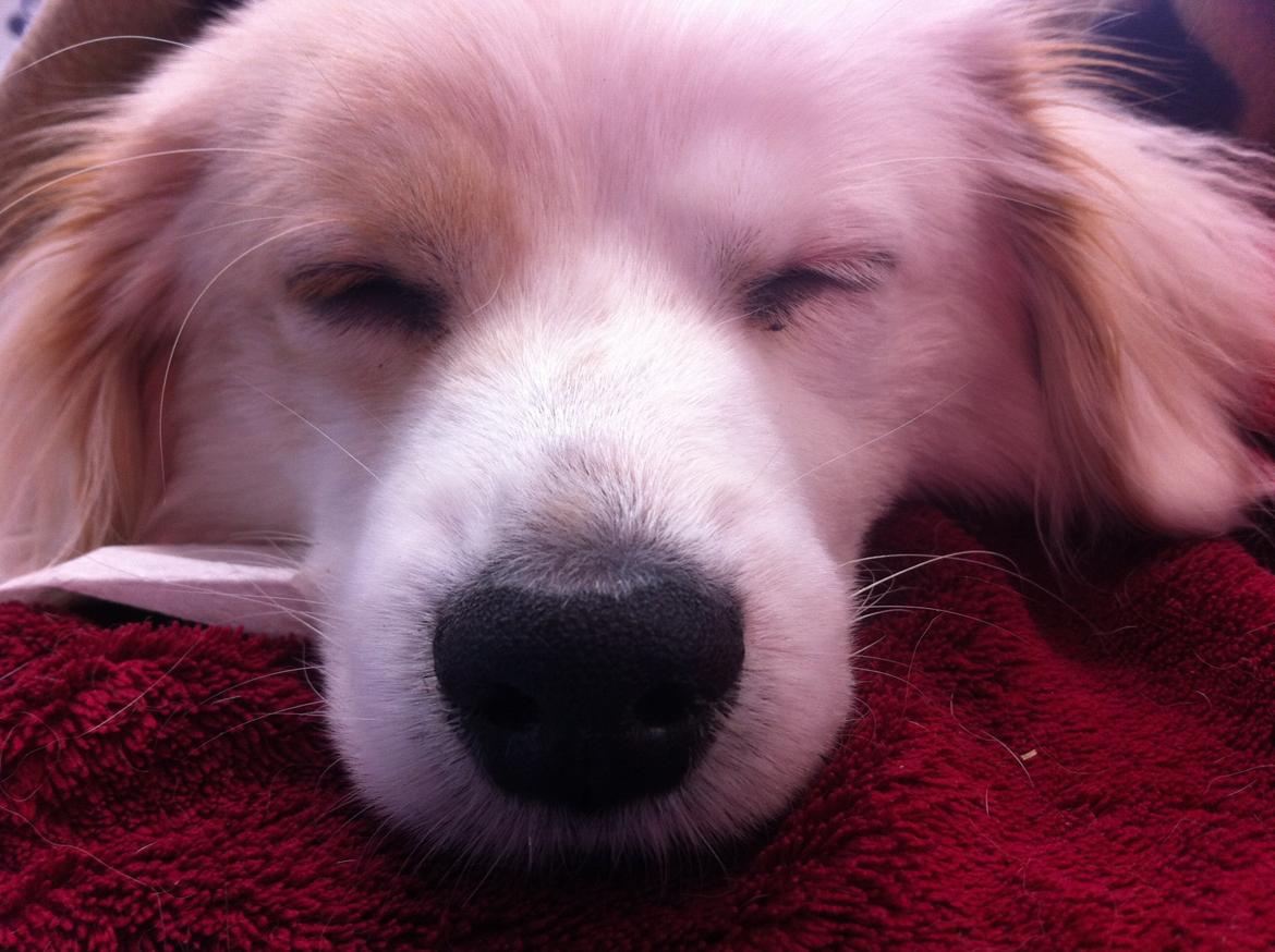 Blanding af racer Mickey R.I.P billede 12