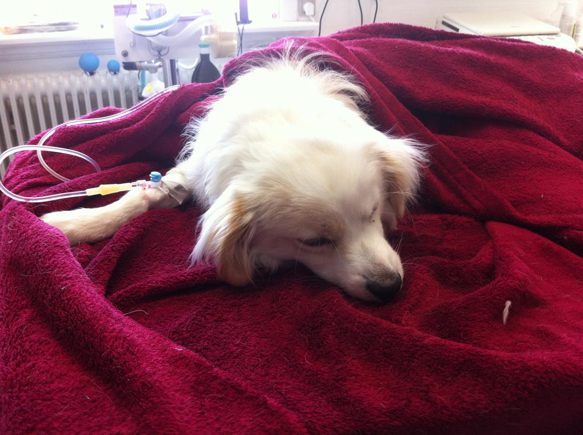 Blanding af racer Mickey R.I.P billede 11