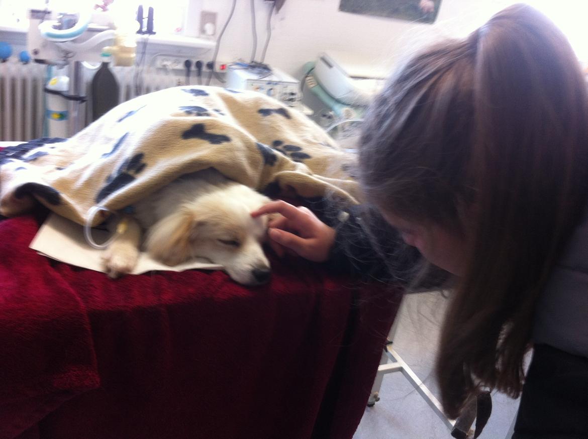 Blanding af racer Mickey R.I.P billede 13