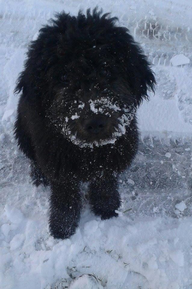 Blanding af racer Bastian  - Vi elsker sne, især i hele hovedet :) billede 4
