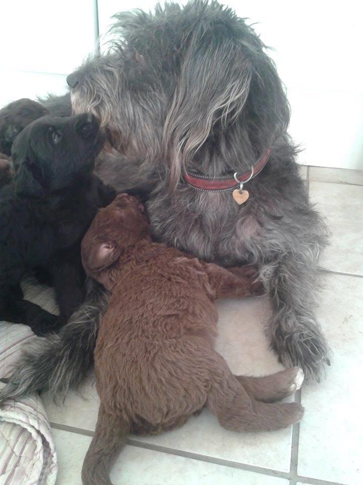 Blanding af racer Bastian  billede 1