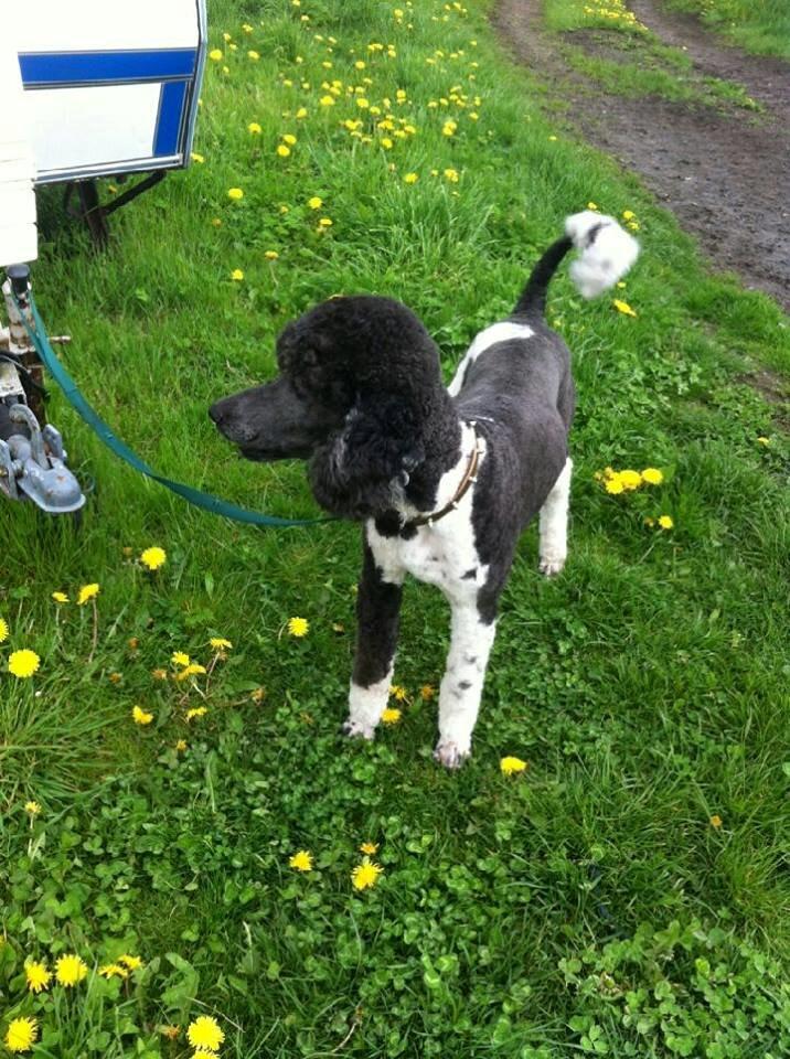 Blanding af racer Bastian  - Bastians far - puddel billede 10