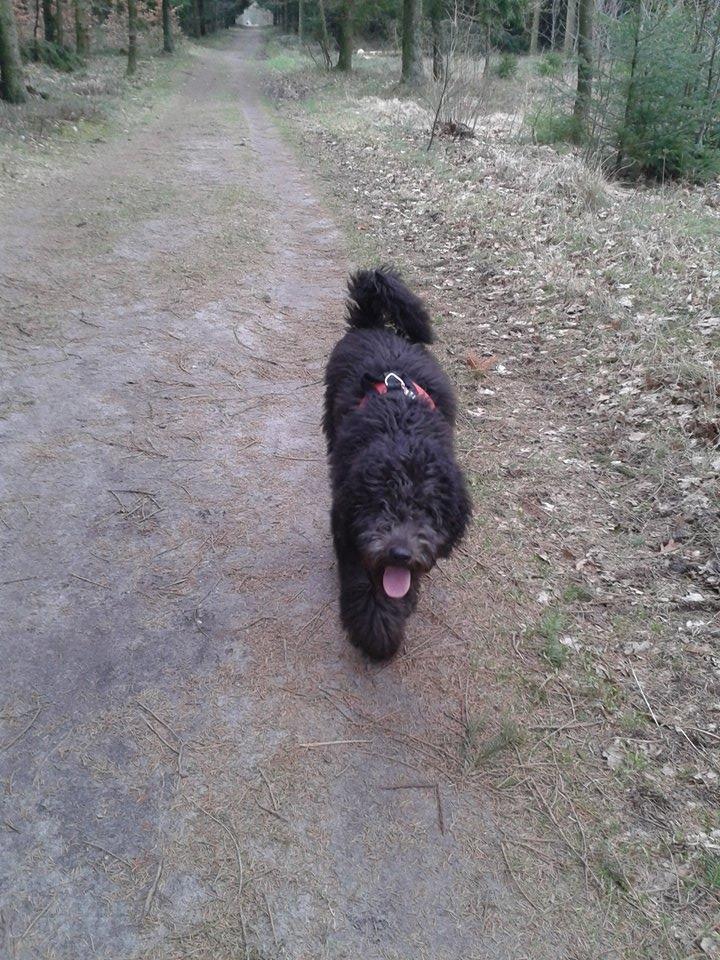 Blanding af racer Bastian  - Tur i skoven. billede 9