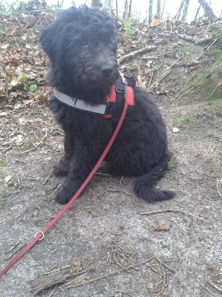 Blanding af racer Bastian  - 4 Mdr. billede 2