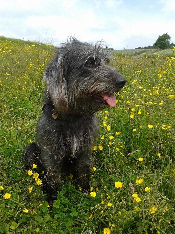 Blanding af racer Bastian  - Bastians mor - labradoodle billede 11