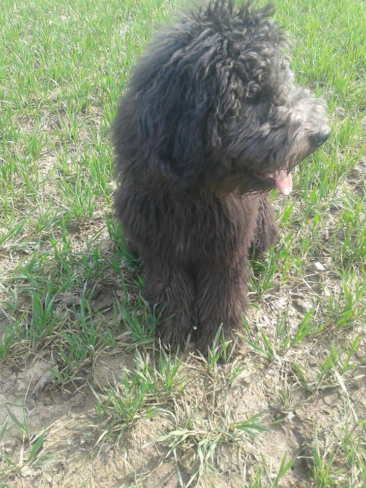 Blanding af racer Bastian  billede 6