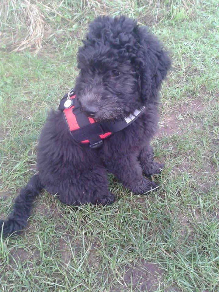 Blanding af racer Bastian  - 4 Mdr. <3 billede 3