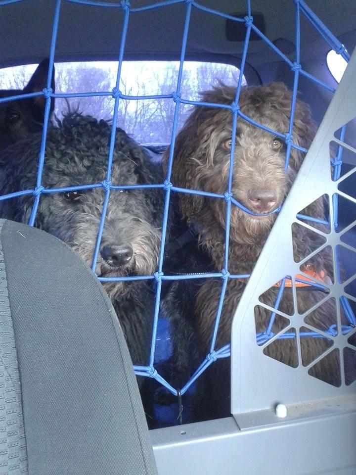 Blanding af racer Bastian  - Søster <3 billede 8