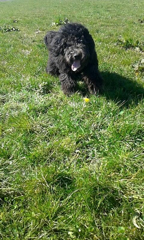 Blanding af racer Bastian  billede 7