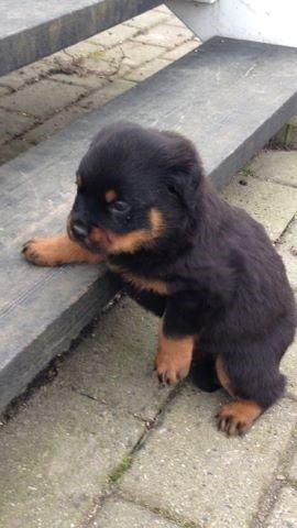 Rottweiler Hedegårds Xander billede 2