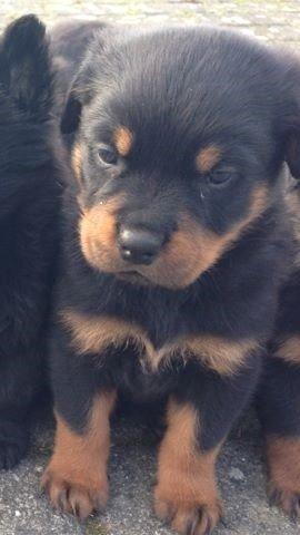 Rottweiler Hedegårds Xander billede 1