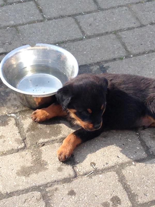 Rottweiler Hedegårds Xander billede 3