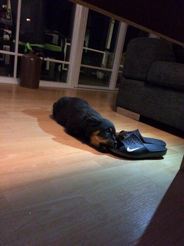 Rottweiler Hedegårds Xander billede 5