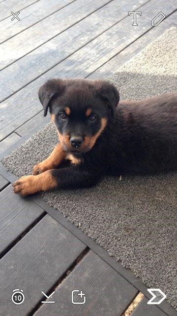 Rottweiler Hedegårds Xander billede 4