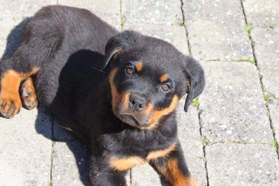 Rottweiler Hedegårds Xander - 10 uger billede 6