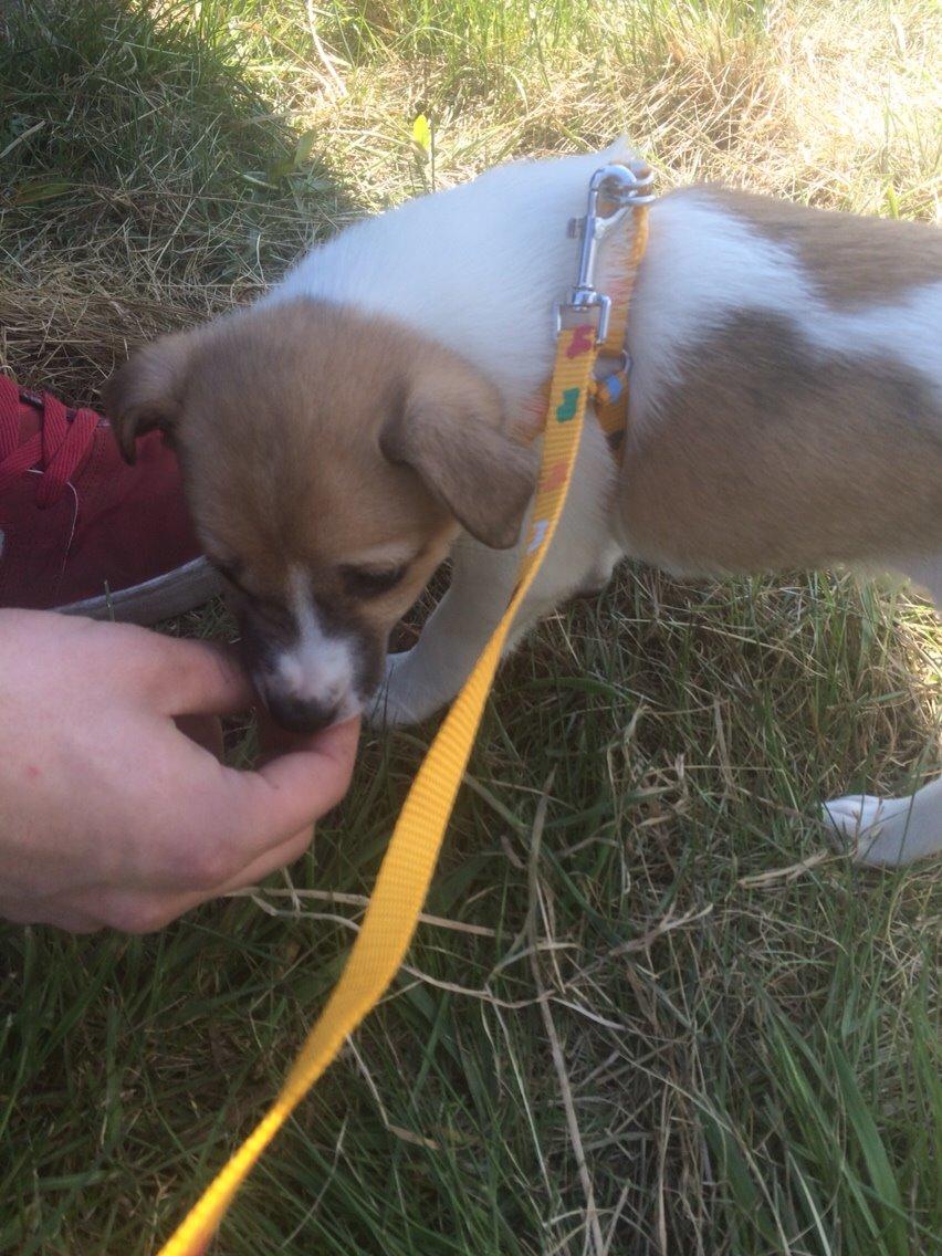 Blanding af racer Keyla <3 billede 2