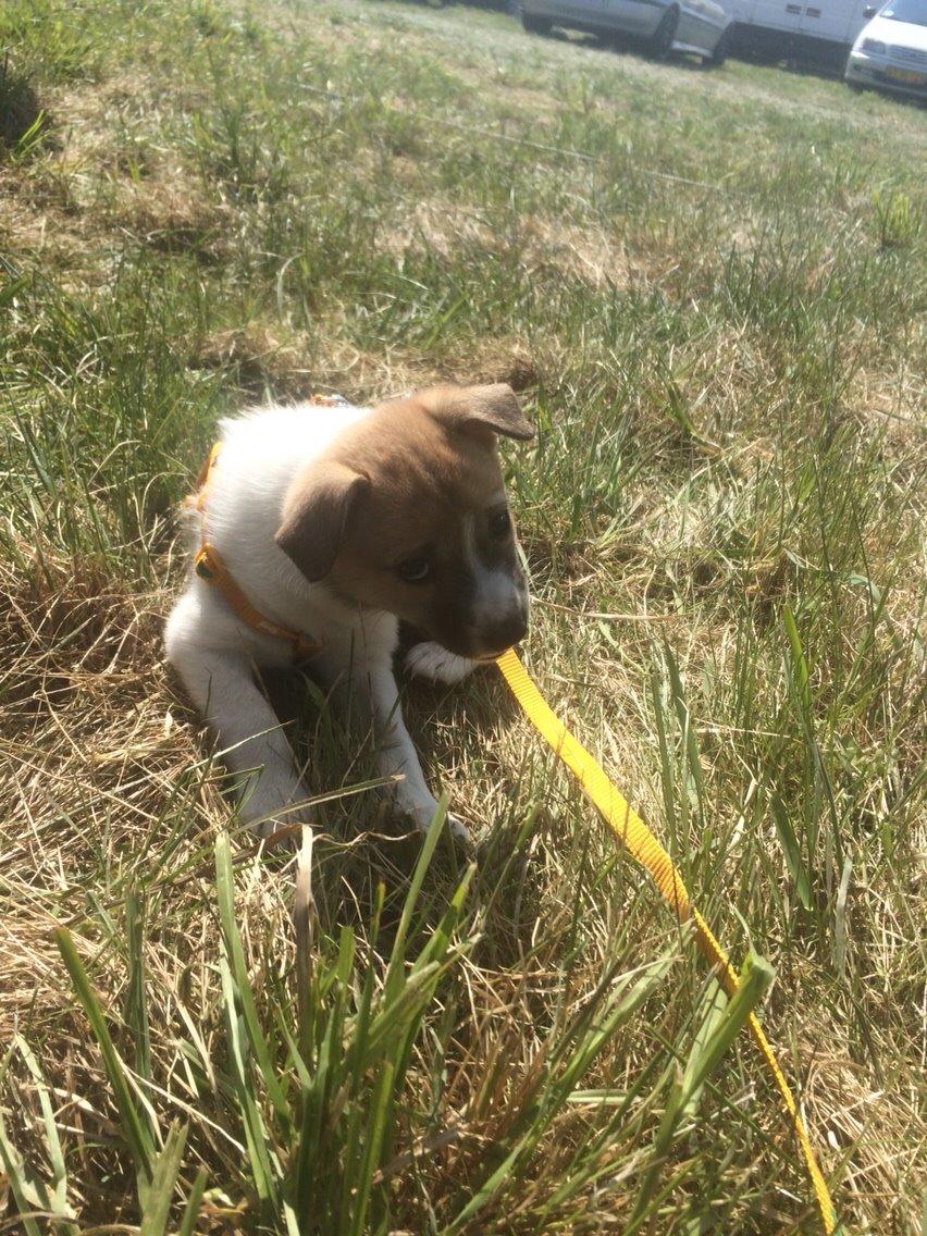 Blanding af racer Keyla <3 billede 1