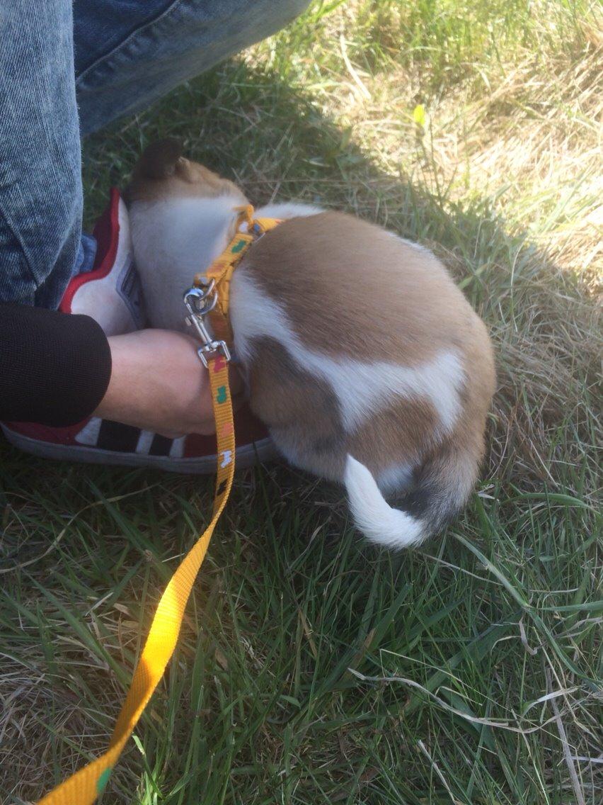 Blanding af racer Keyla <3 billede 3