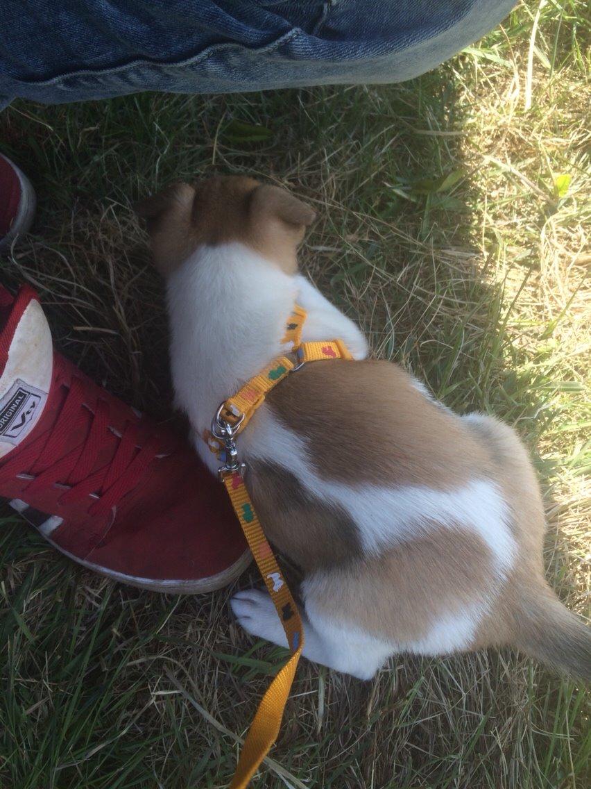 Blanding af racer Keyla <3 billede 4