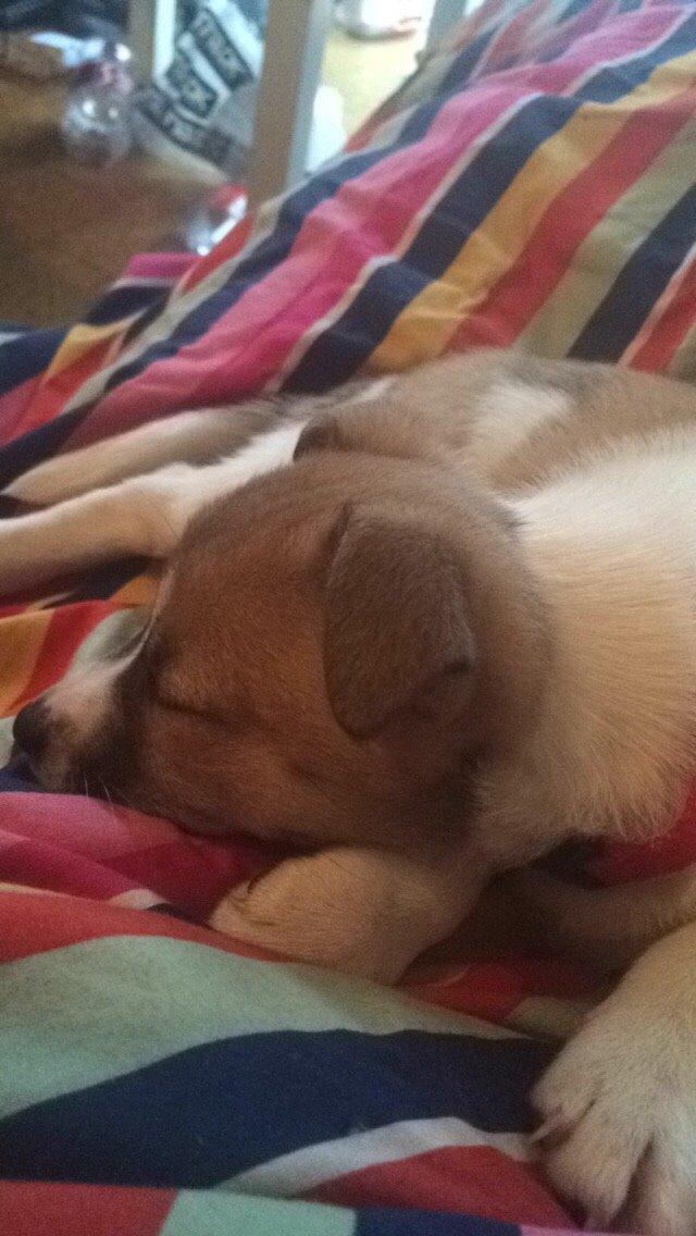 Blanding af racer Keyla <3 billede 10