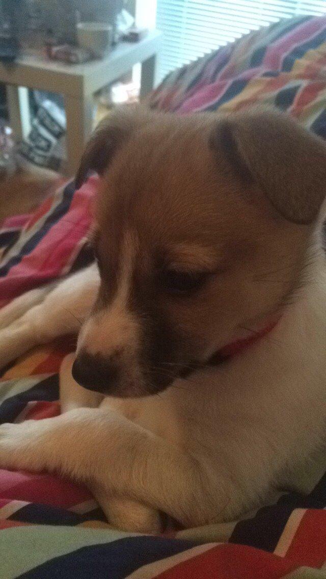 Blanding af racer Keyla <3 billede 7