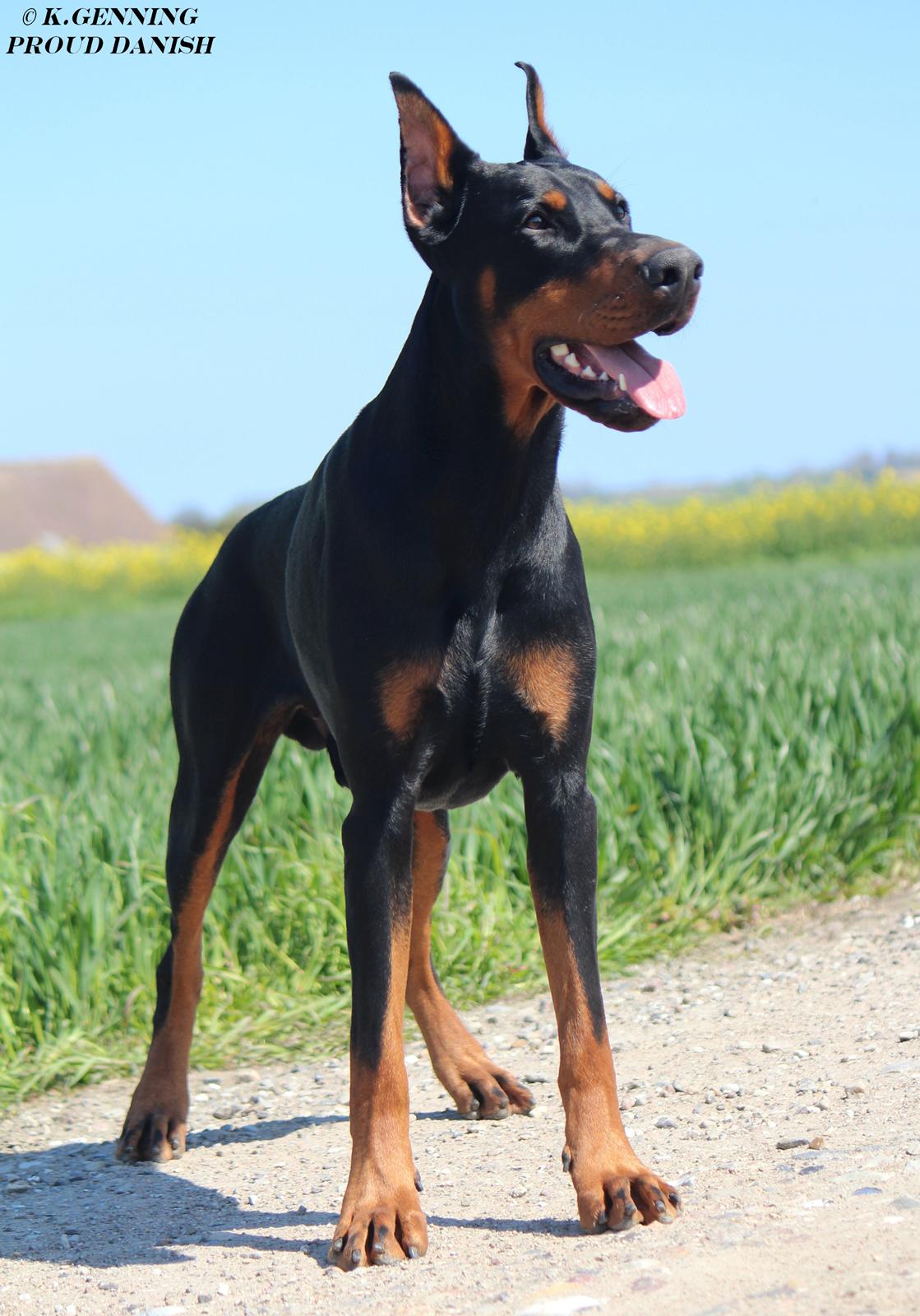 Dobermann Tahi-réme Nikon / Nooka billede 11