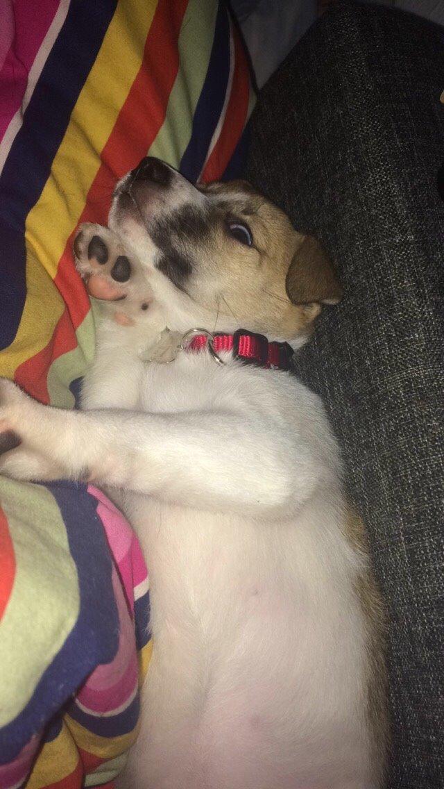 Blanding af racer Keyla <3 billede 9