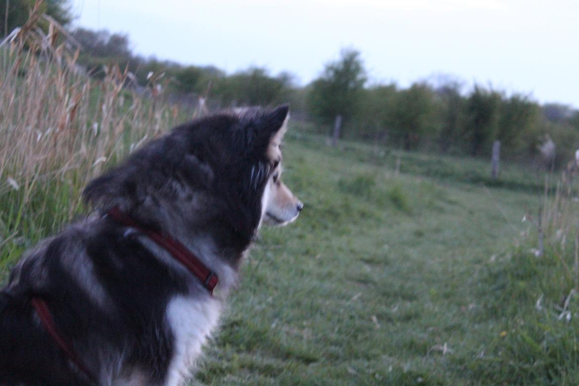 Finsk lapphund gottorps Ussi (kaldt: Bertha) billede 3