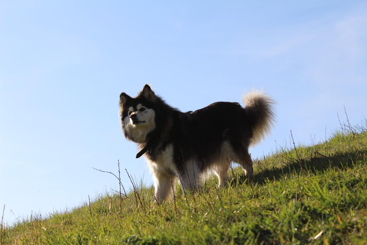 Finsk lapphund gottorps Ussi (kaldt: Bertha) billede 1