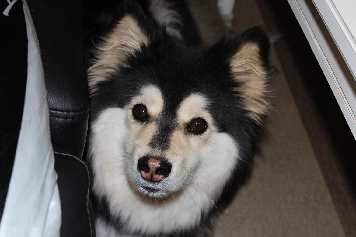 Finsk lapphund gottorps Ussi (kaldt: Bertha) billede 27