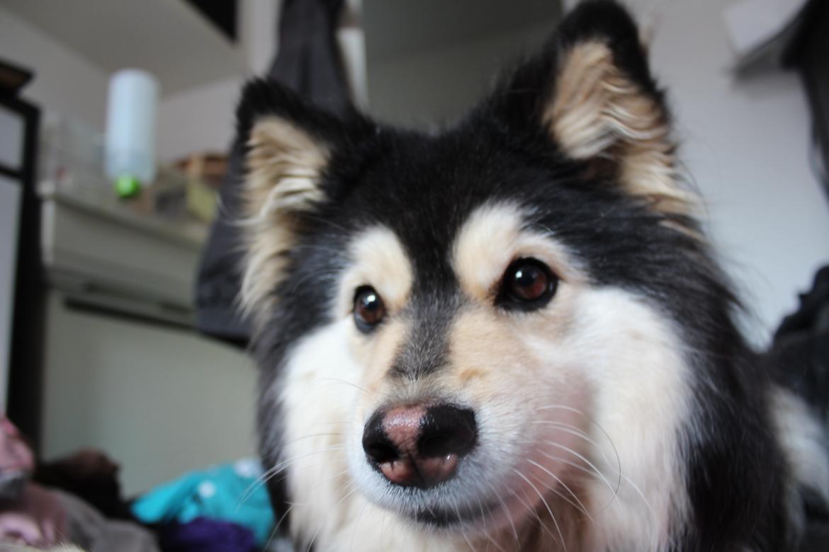 Finsk lapphund gottorps Ussi (kaldt: Bertha) billede 35