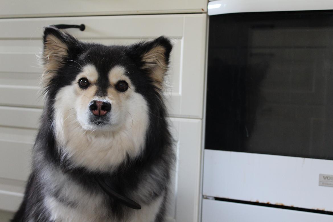 Finsk lapphund gottorps Ussi (kaldt: Bertha) billede 39
