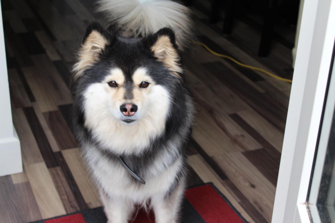 Finsk lapphund gottorps Ussi (kaldt: Bertha) billede 21