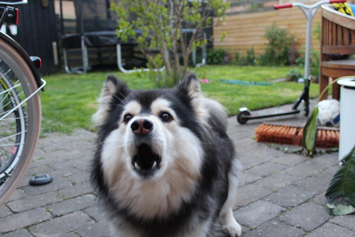 Finsk lapphund gottorps Ussi (kaldt: Bertha) - den råber hele tiden ad mig <3 billede 6