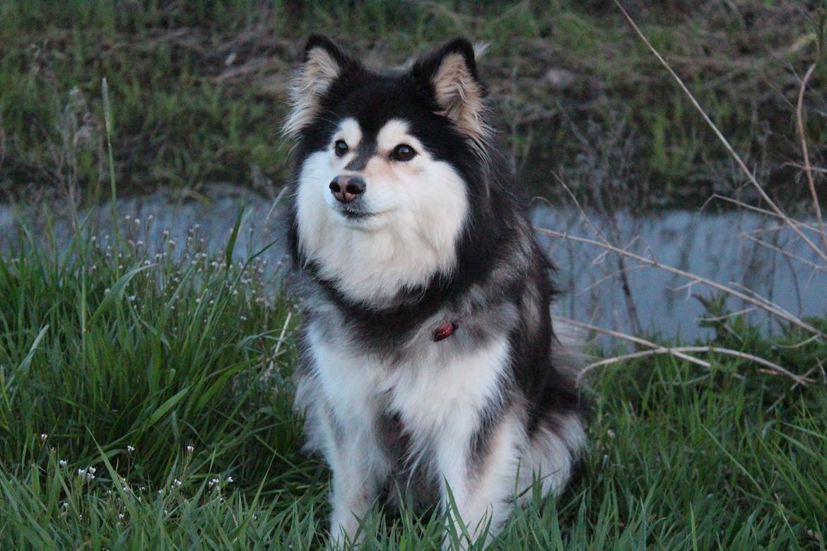 Finsk lapphund gottorps Ussi (kaldt: Bertha) billede 5