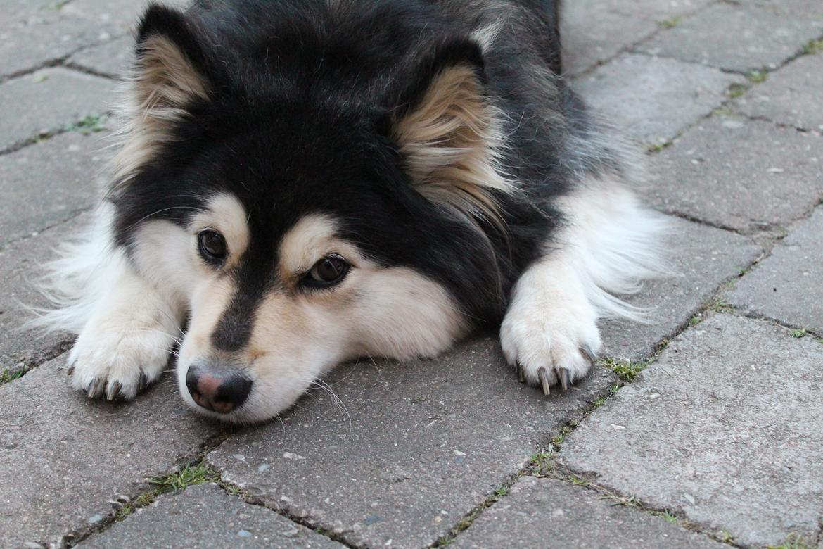 Finsk lapphund gottorps Ussi (kaldt: Bertha) billede 29