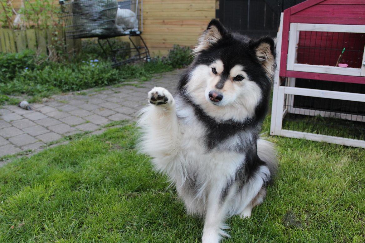 Finsk lapphund gottorps Ussi (kaldt: Bertha) billede 4