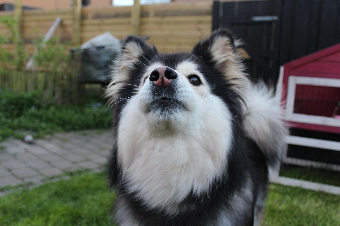 Finsk lapphund gottorps Ussi (kaldt: Bertha) billede 14